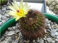 4b5498b2-Notocactus schlosseri .jpg